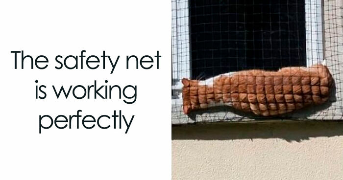 Cats Gone Wild: 67 Memes of Crazy Cat Playtime!
