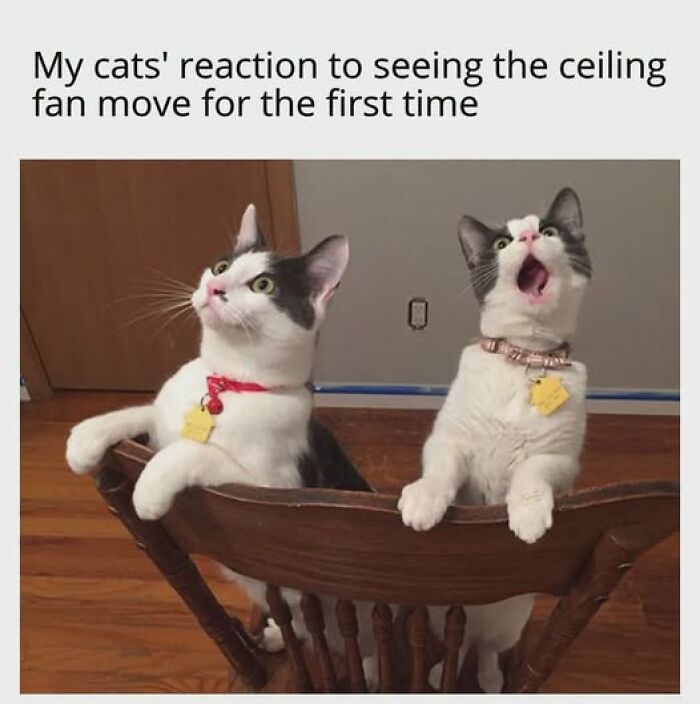 Cats Gone Wild: 67 Memes of Crazy Cat Playtime!