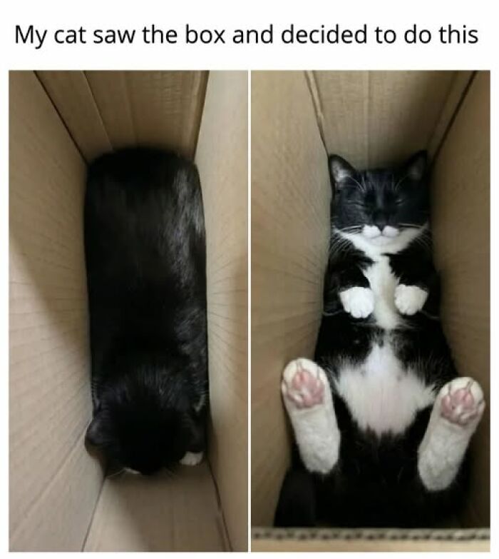Cats Gone Wild: 67 Memes of Crazy Cat Playtime!