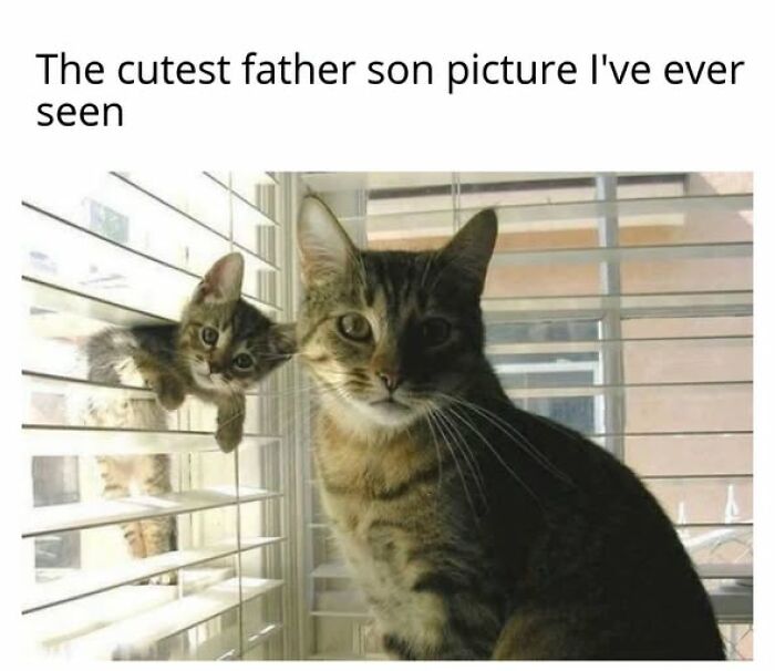 Cats Gone Wild: 67 Memes of Crazy Cat Playtime!