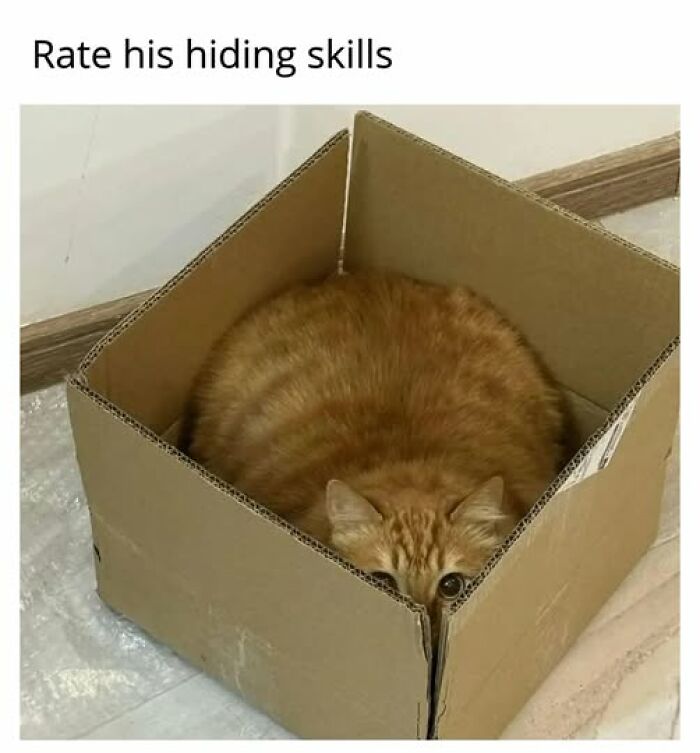Cats Gone Wild: 67 Memes of Crazy Cat Playtime!
