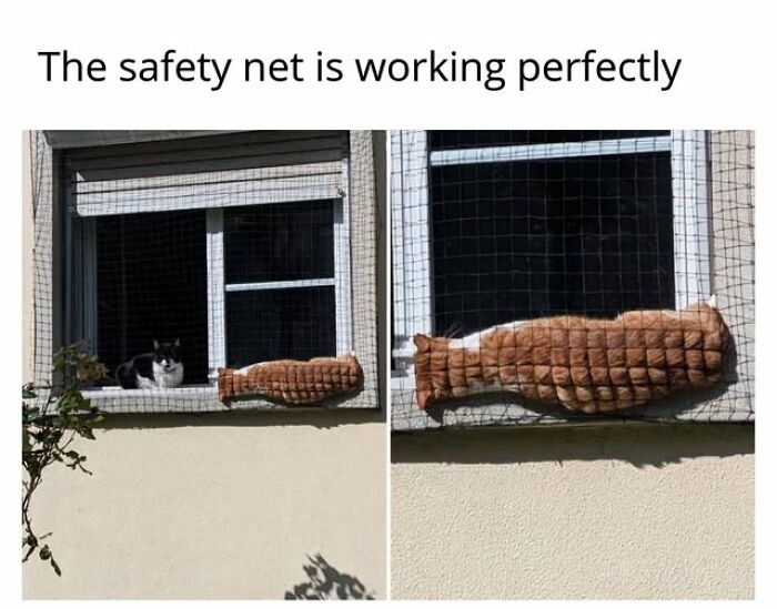 Cats Gone Wild: 67 Memes of Crazy Cat Playtime!