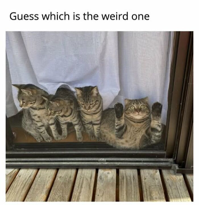 Cats Gone Wild: 67 Memes of Crazy Cat Playtime!