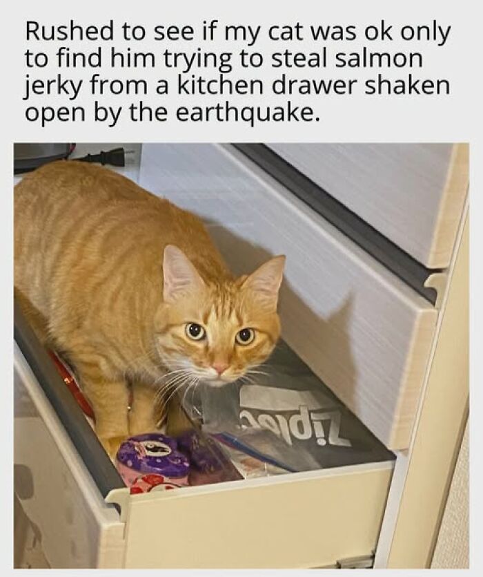 Cats Gone Wild: 67 Memes of Crazy Cat Playtime!