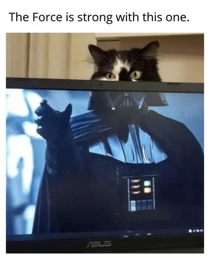 Cats Gone Wild: 67 Memes of Crazy Cat Playtime!