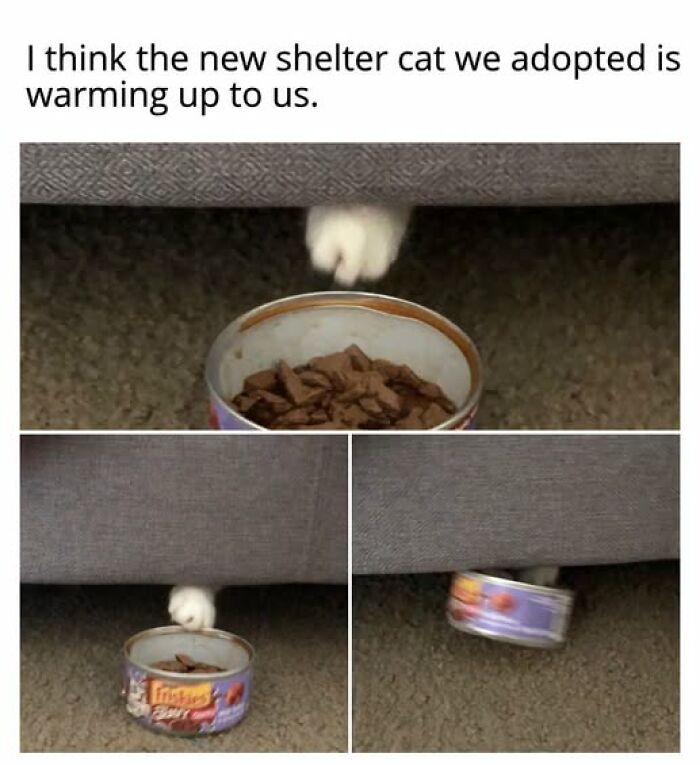 Cats Gone Wild: 67 Memes of Crazy Cat Playtime!
