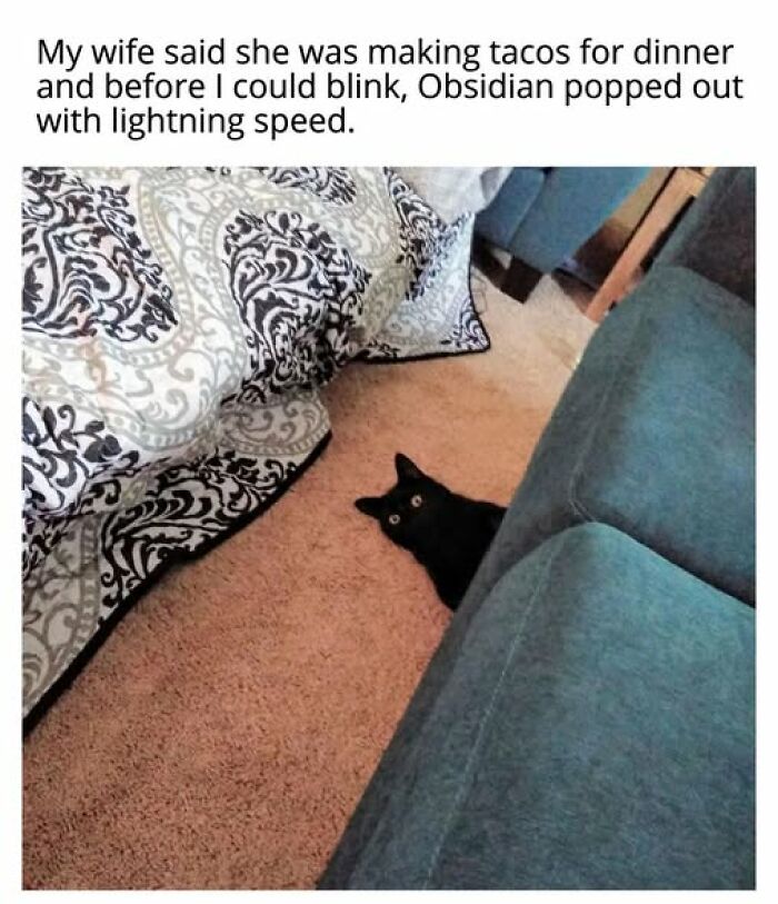 Cats Gone Wild: 67 Memes of Crazy Cat Playtime!