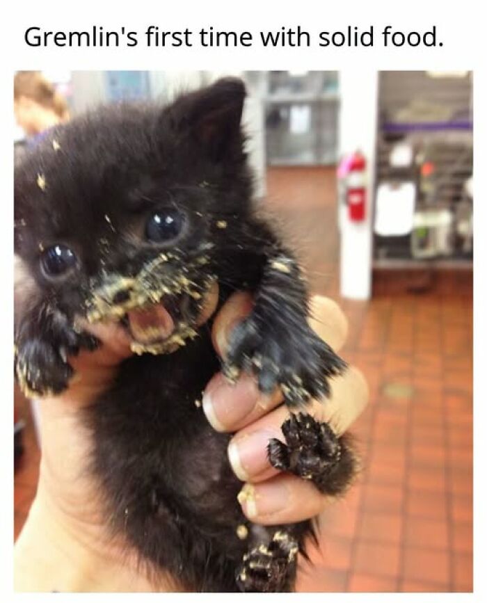 Cats Gone Wild: 67 Memes of Crazy Cat Playtime!