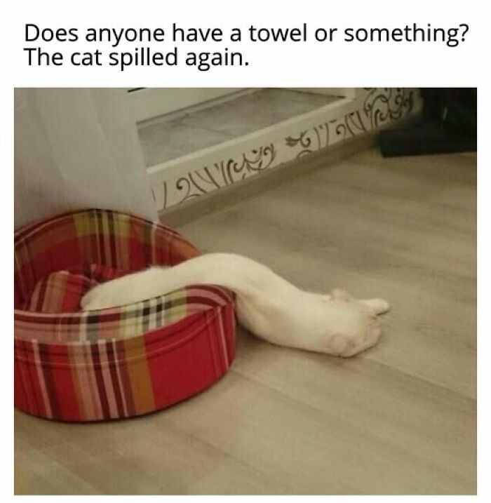 Cats Gone Wild: 67 Memes of Crazy Cat Playtime!