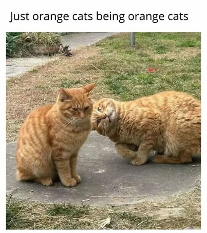 Cats Gone Wild: 67 Memes of Crazy Cat Playtime!