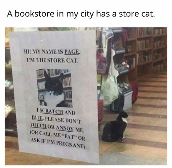 Cats Gone Wild: 67 Memes of Crazy Cat Playtime!