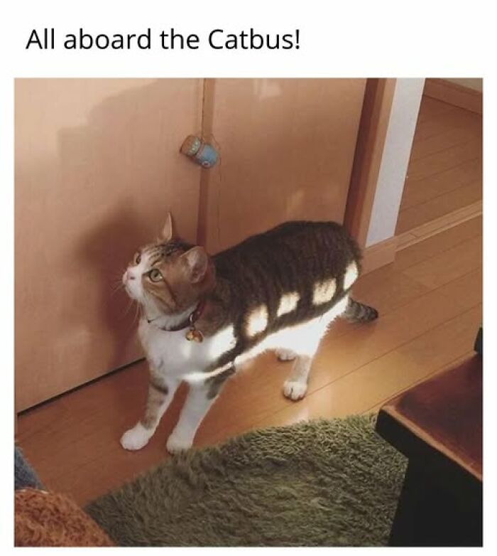 Cats Gone Wild: 67 Memes of Crazy Cat Playtime!