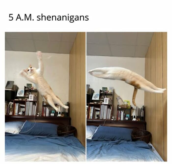 Cats Gone Wild: 67 Memes of Crazy Cat Playtime!