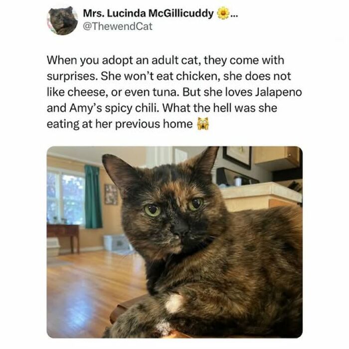 Cats Gone Wild: 67 Memes of Crazy Cat Playtime!