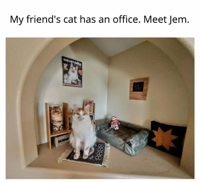 Cats Gone Wild: 67 Memes of Crazy Cat Playtime!
