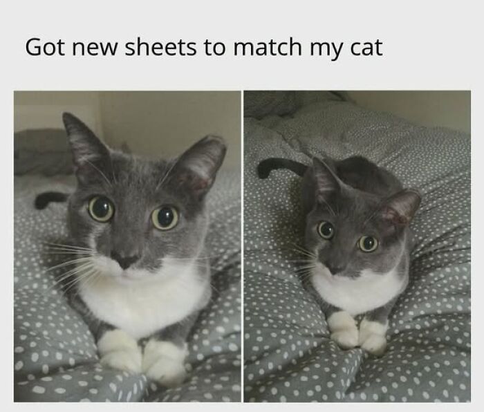 Cats Gone Wild: 67 Memes of Crazy Cat Playtime!