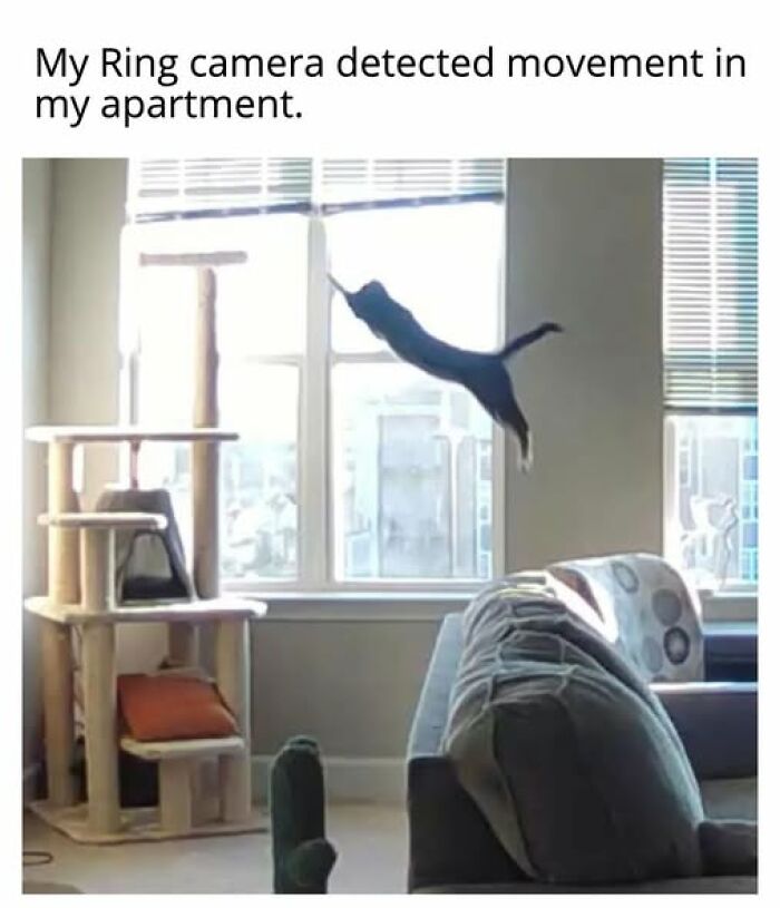 Cats Gone Wild: 67 Memes of Crazy Cat Playtime!
