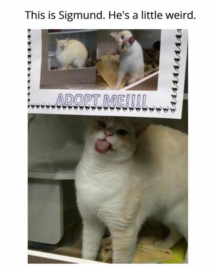 Cats Gone Wild: 67 Memes of Crazy Cat Playtime!