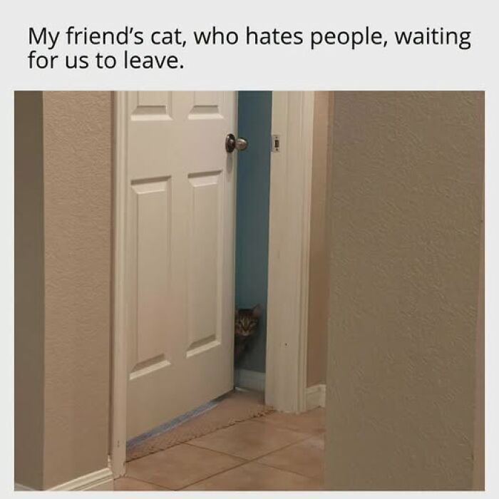Cats Gone Wild: 67 Memes of Crazy Cat Playtime!