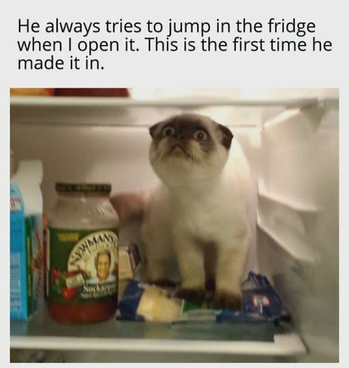 Cats Gone Wild: 67 Memes of Crazy Cat Playtime!