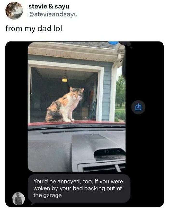 Cats Gone Wild: 67 Memes of Crazy Cat Playtime!