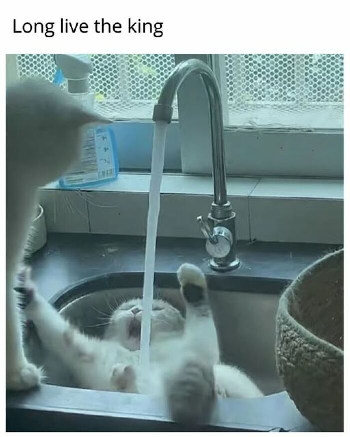 Cats Gone Wild: 67 Memes of Crazy Cat Playtime!