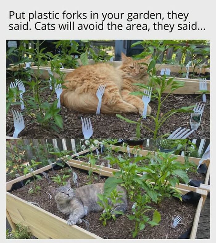 Cats Gone Wild: 67 Memes of Crazy Cat Playtime!