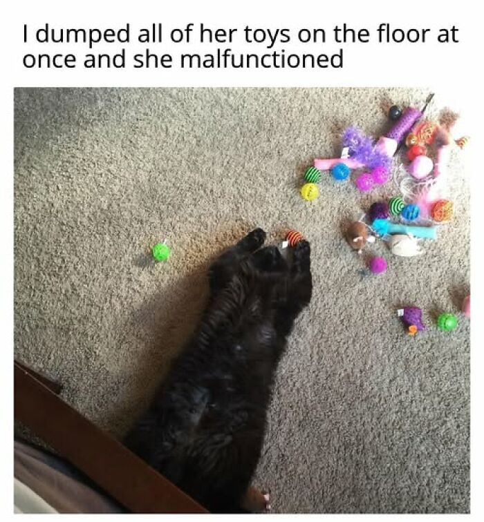 Cats Gone Wild: 67 Memes of Crazy Cat Playtime!