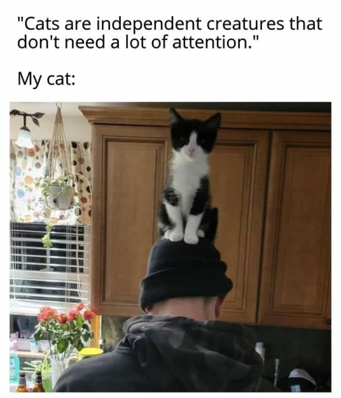 Cats Gone Wild: 67 Memes of Crazy Cat Playtime!