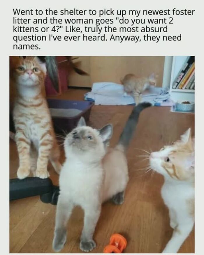 Cats Gone Wild: 67 Memes of Crazy Cat Playtime!