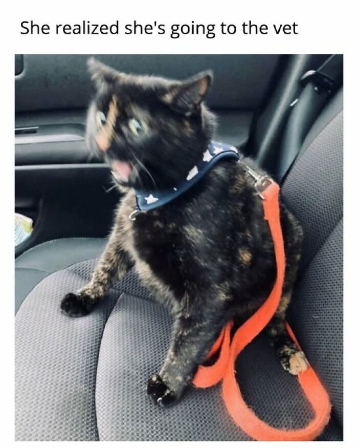 Cats Gone Wild: 67 Memes of Crazy Cat Playtime!