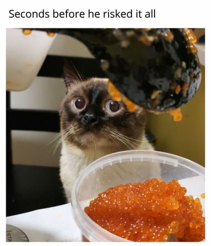 Cats Gone Wild: 67 Memes of Crazy Cat Playtime!
