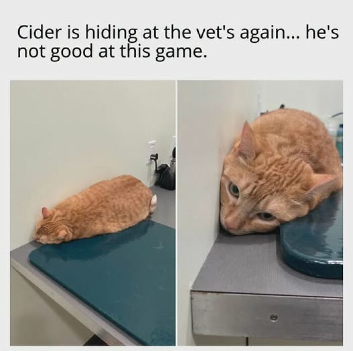Cats Gone Wild: 67 Memes of Crazy Cat Playtime!