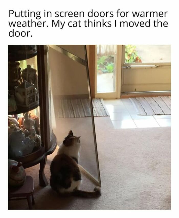 Cats Gone Wild: 67 Memes of Crazy Cat Playtime!