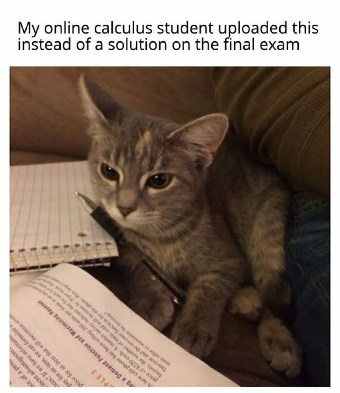 Cats Gone Wild: 67 Memes of Crazy Cat Playtime!