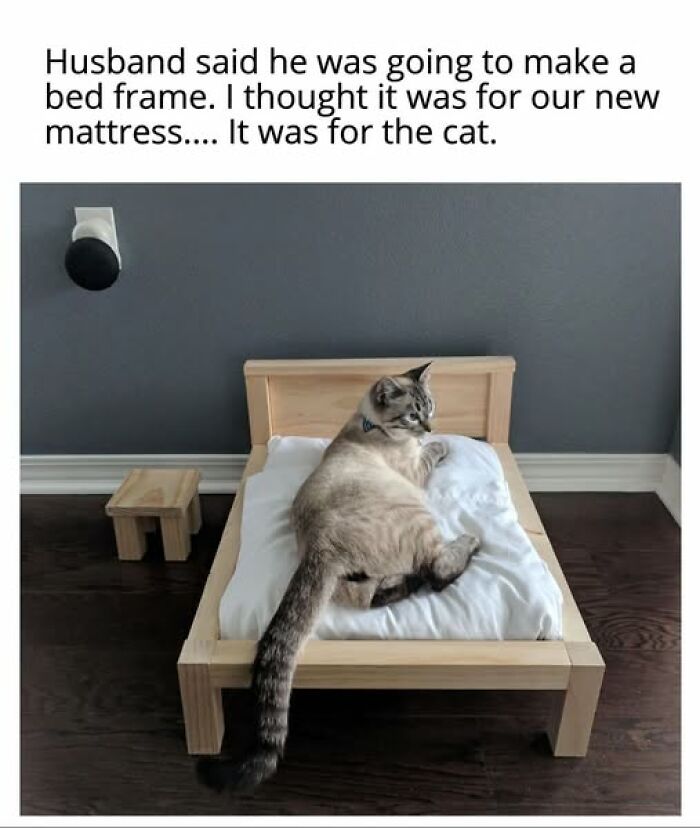 Cats Gone Wild: 67 Memes of Crazy Cat Playtime!