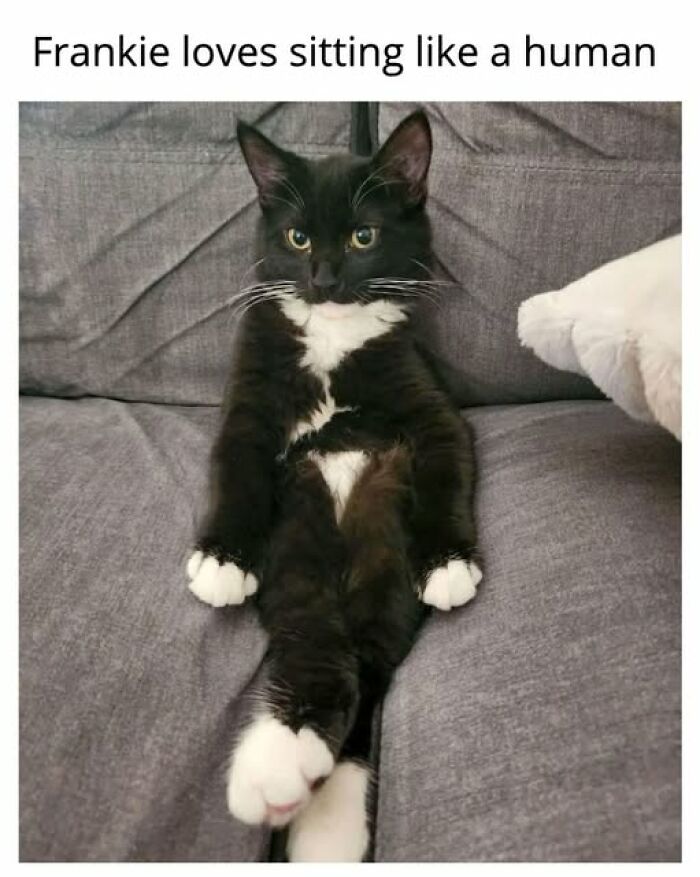 Cats Gone Wild: 67 Memes of Crazy Cat Playtime!