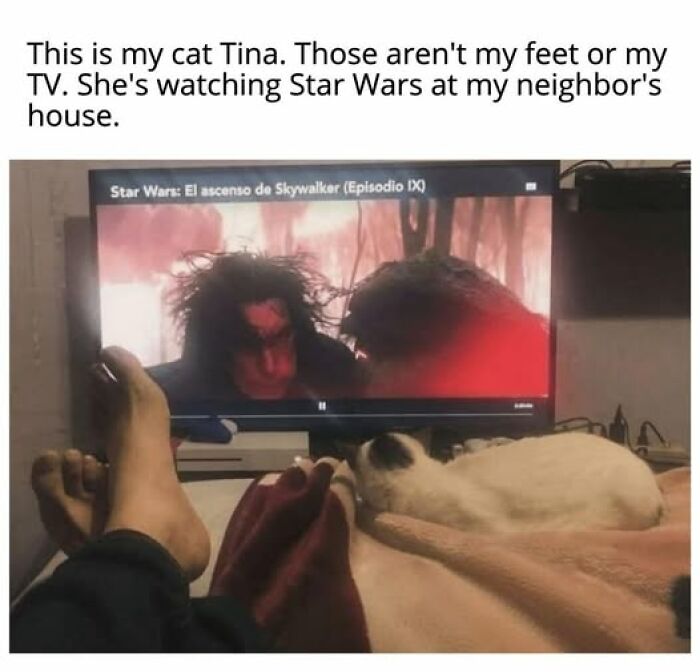 Cats Gone Wild: 67 Memes of Crazy Cat Playtime!