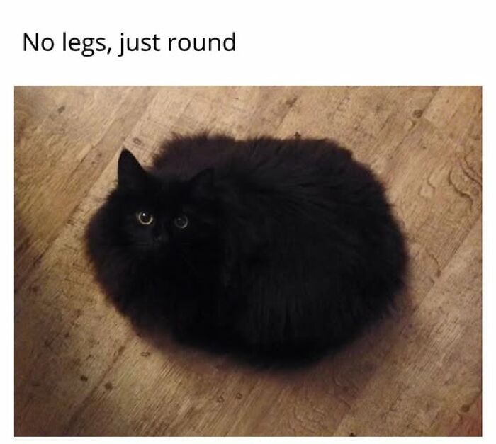 Cats Gone Wild: 67 Memes of Crazy Cat Playtime!