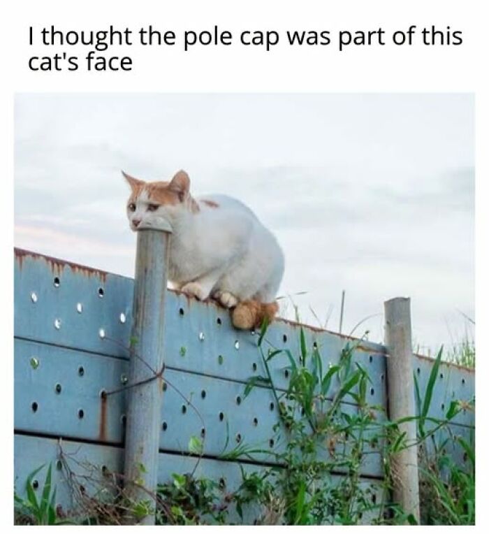 Cats Gone Wild: 67 Memes of Crazy Cat Playtime!