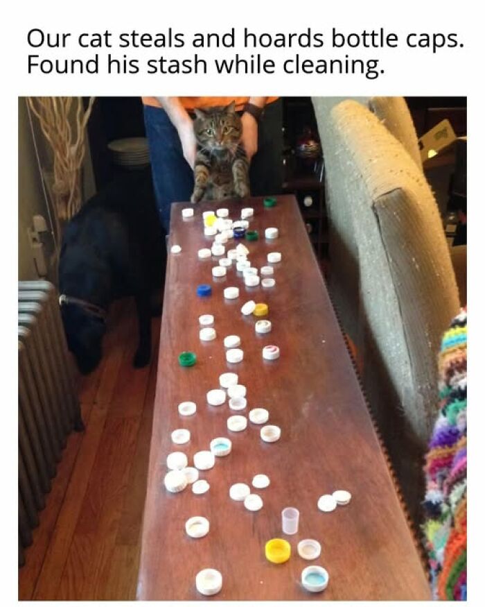 Cats Gone Wild: 67 Memes of Crazy Cat Playtime!