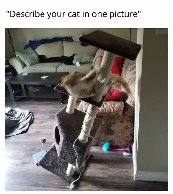 Cats Gone Wild: 67 Memes of Crazy Cat Playtime!