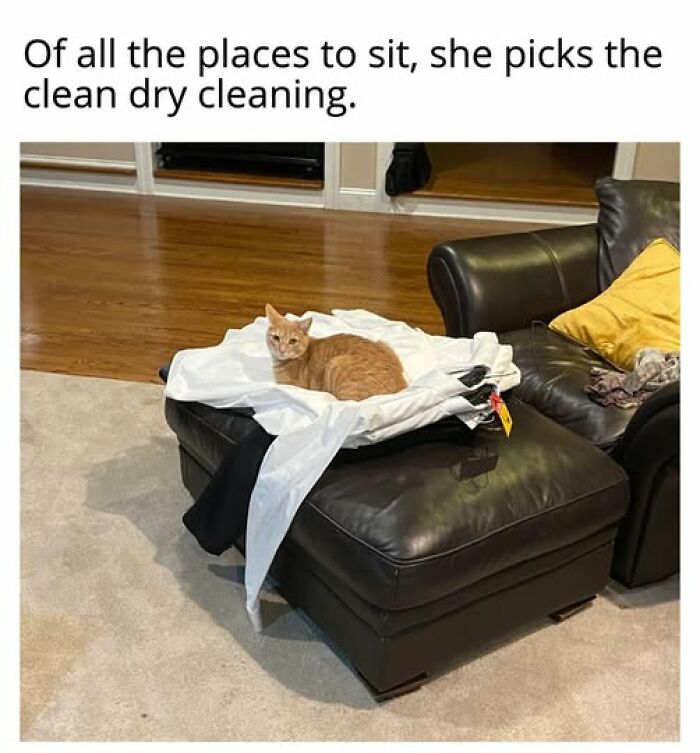 Cats Gone Wild: 67 Memes of Crazy Cat Playtime!