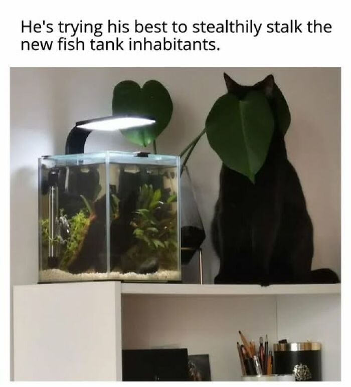 Cats Gone Wild: 67 Memes of Crazy Cat Playtime!