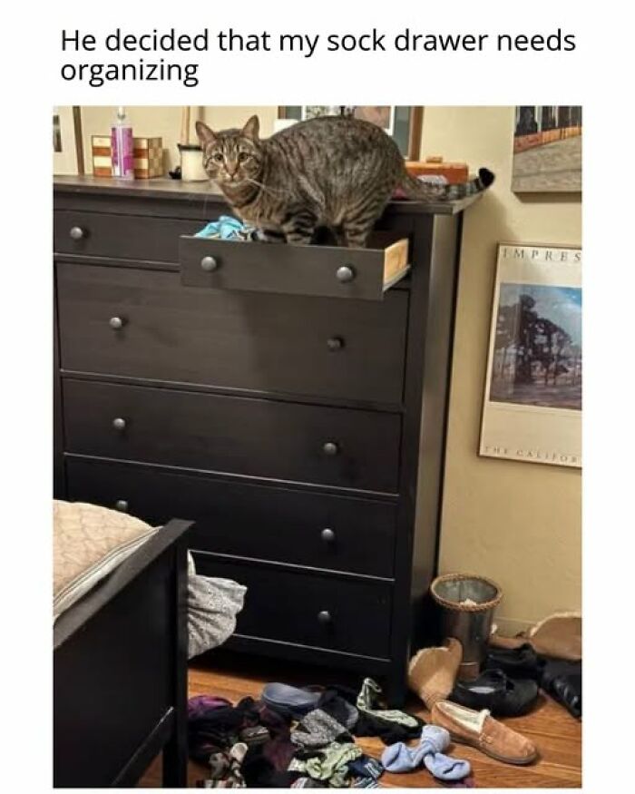 Cats Gone Wild: 67 Memes of Crazy Cat Playtime!