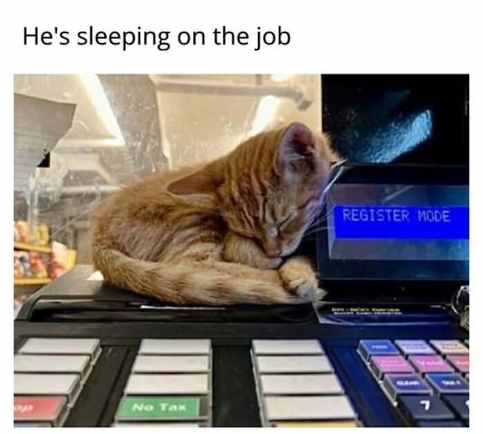 Cats Gone Wild: 67 Memes of Crazy Cat Playtime!
