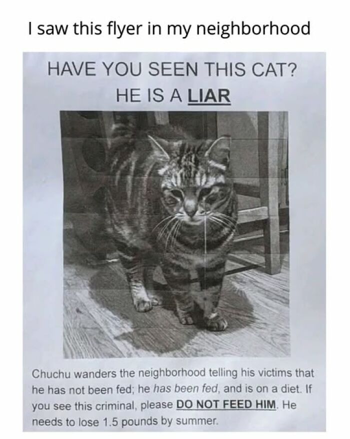 Cats Gone Wild: 67 Memes of Crazy Cat Playtime!