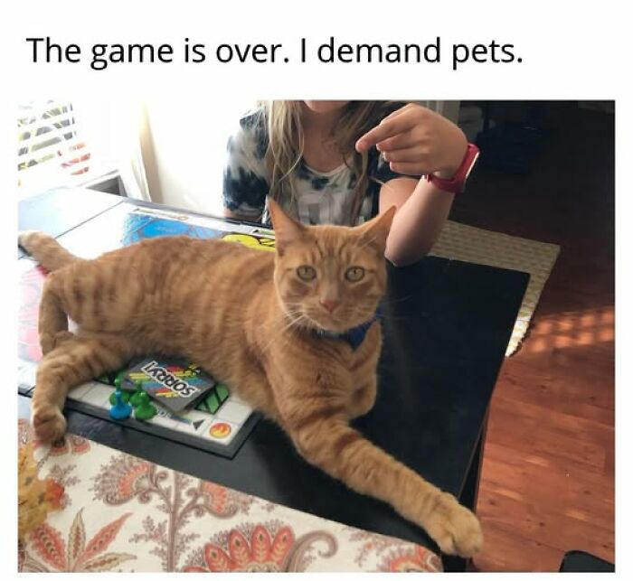 Cats Gone Wild: 67 Memes of Crazy Cat Playtime!