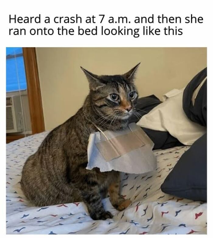 Cats Gone Wild: 67 Memes of Crazy Cat Playtime!