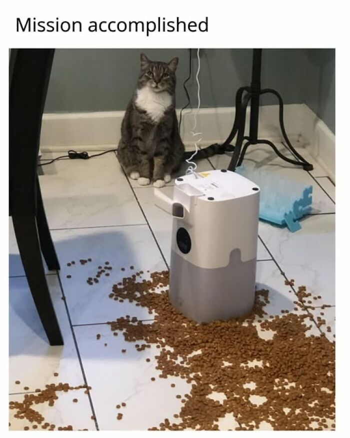 Cats Gone Wild: 67 Memes of Crazy Cat Playtime!